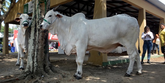 Animal mais caro da Expofeira custa quase R$1 milhão