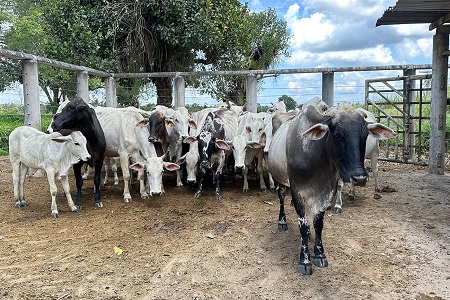 Melhoramento genético de bovinos, caprinos e ovinos avança nos distritos