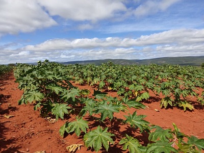 Nova Lei do Combustível do Futuro abre oportunidades para Agricultura Familiar da Bahia