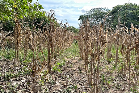 Produtores rurais que perderam toda a colheita podem contar com o Garantia Safra